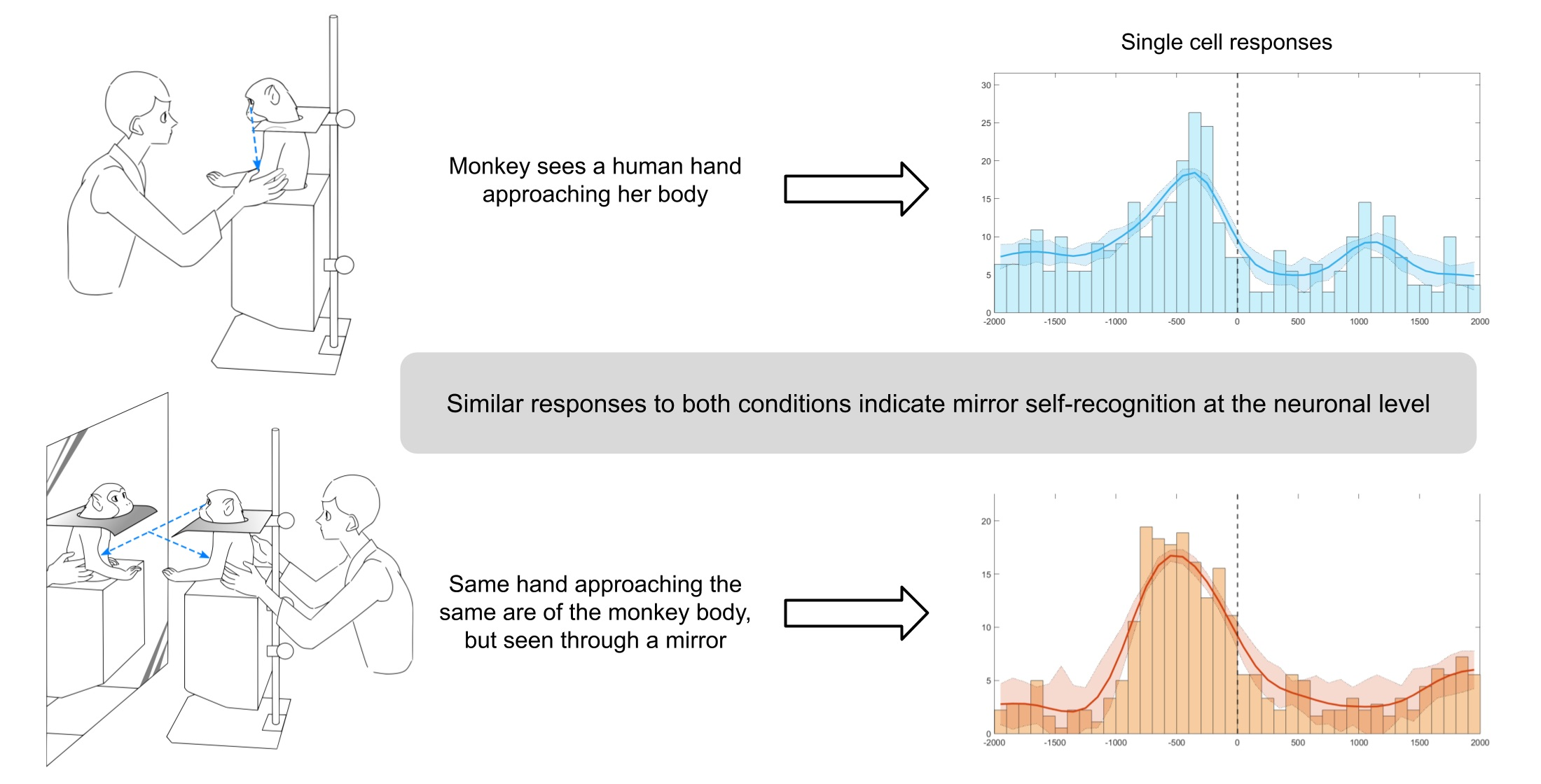 The monkey in the mirror — Genetics Unzipped