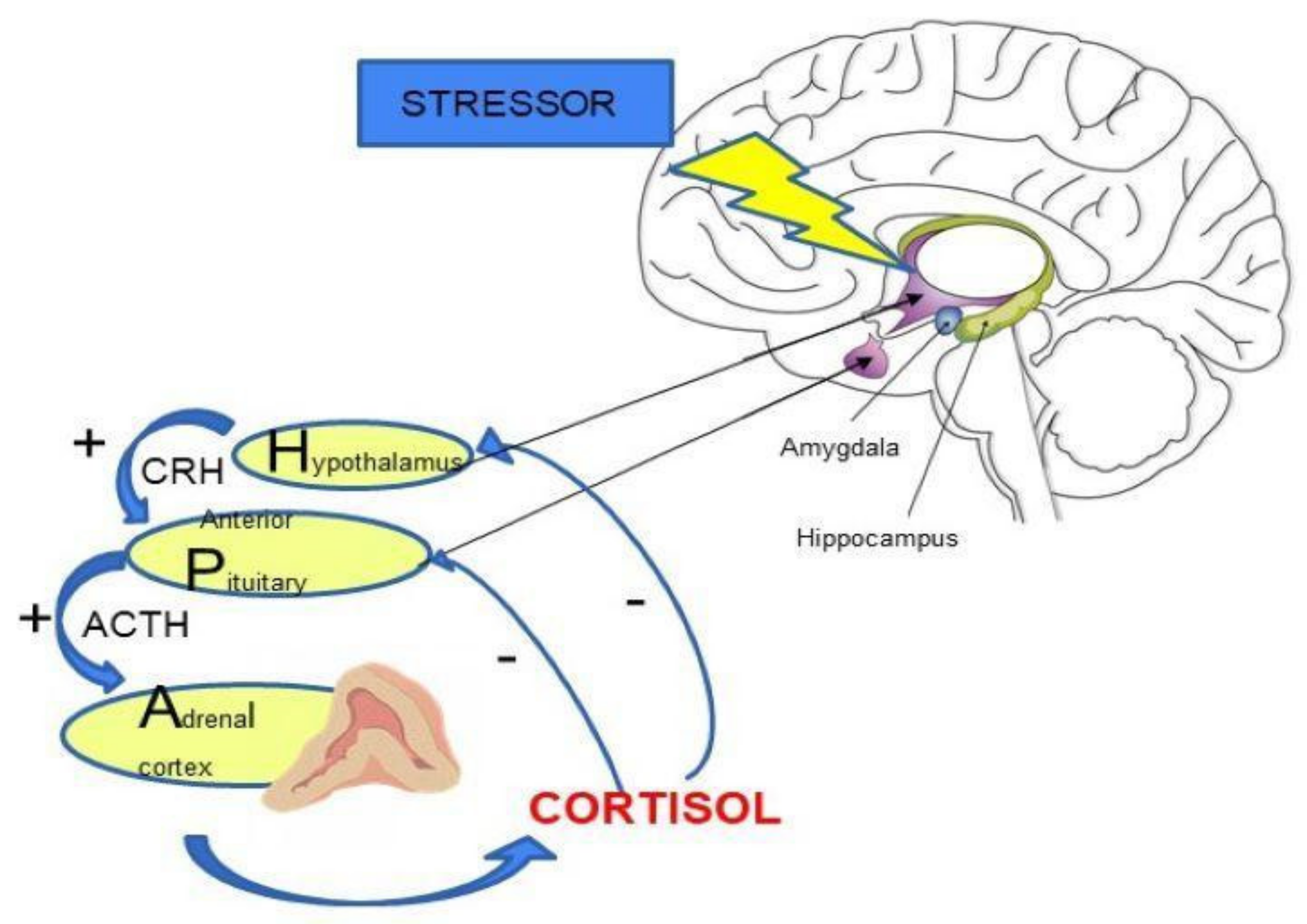 hypothesis about stress