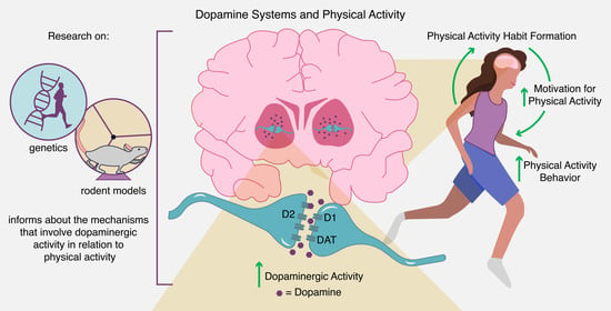 Effects of Dopamine: How Dopamine Drives Human Behavior