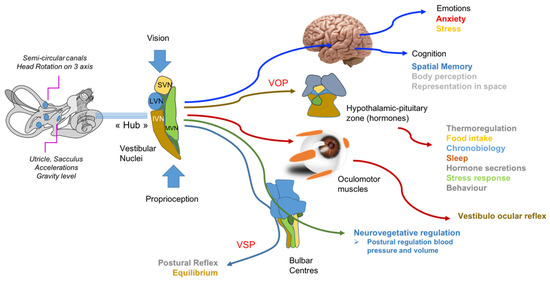 PDF) Vestibular migraine may be an important cause of dizziness/vertigo in  perimenopausal period