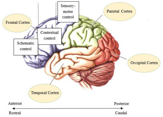 Top-down signal from prefrontal cortex in executive control of memory  retrieval