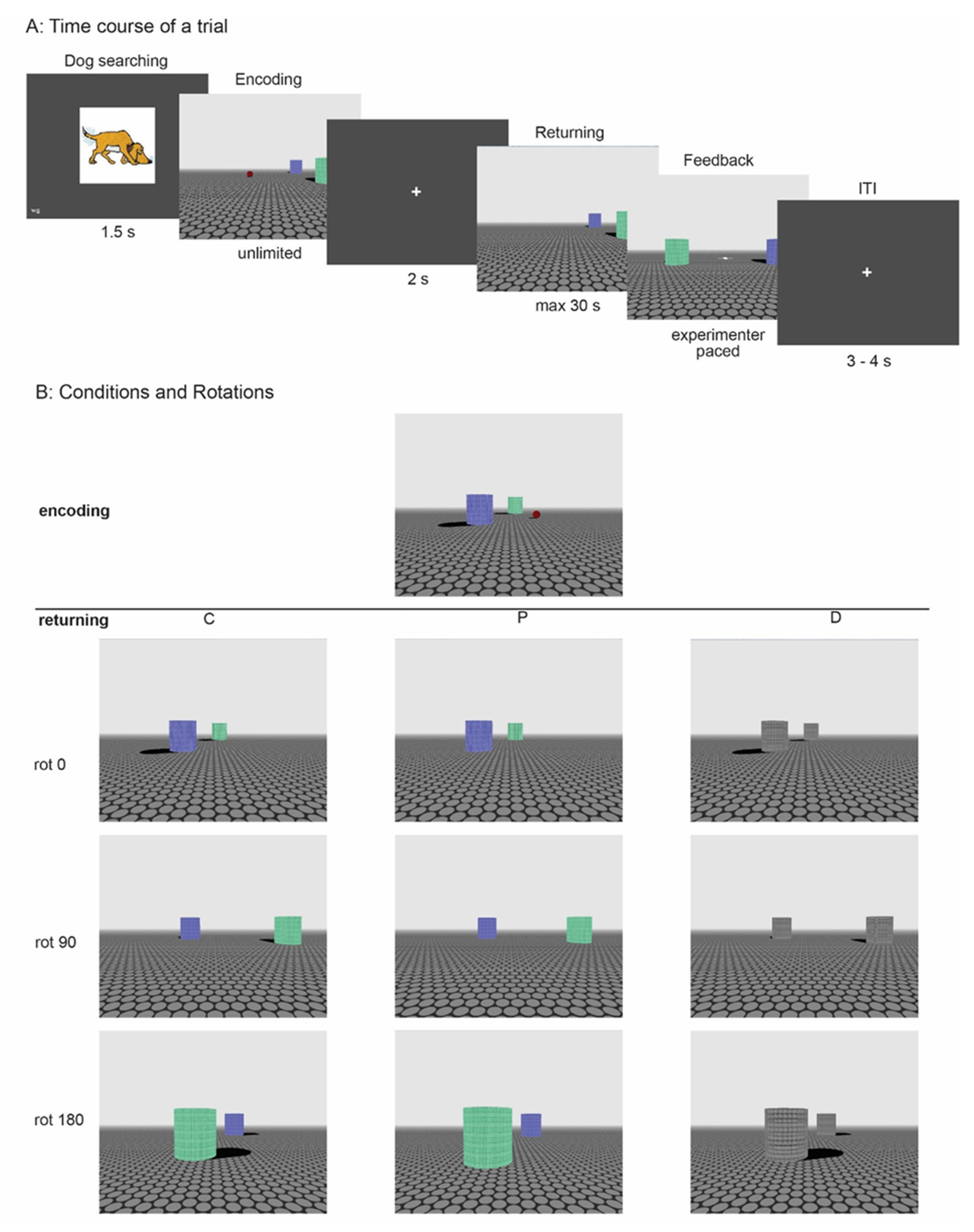 Clockwise rotation of perspective view improves spatial recognition of  complex environments in aging