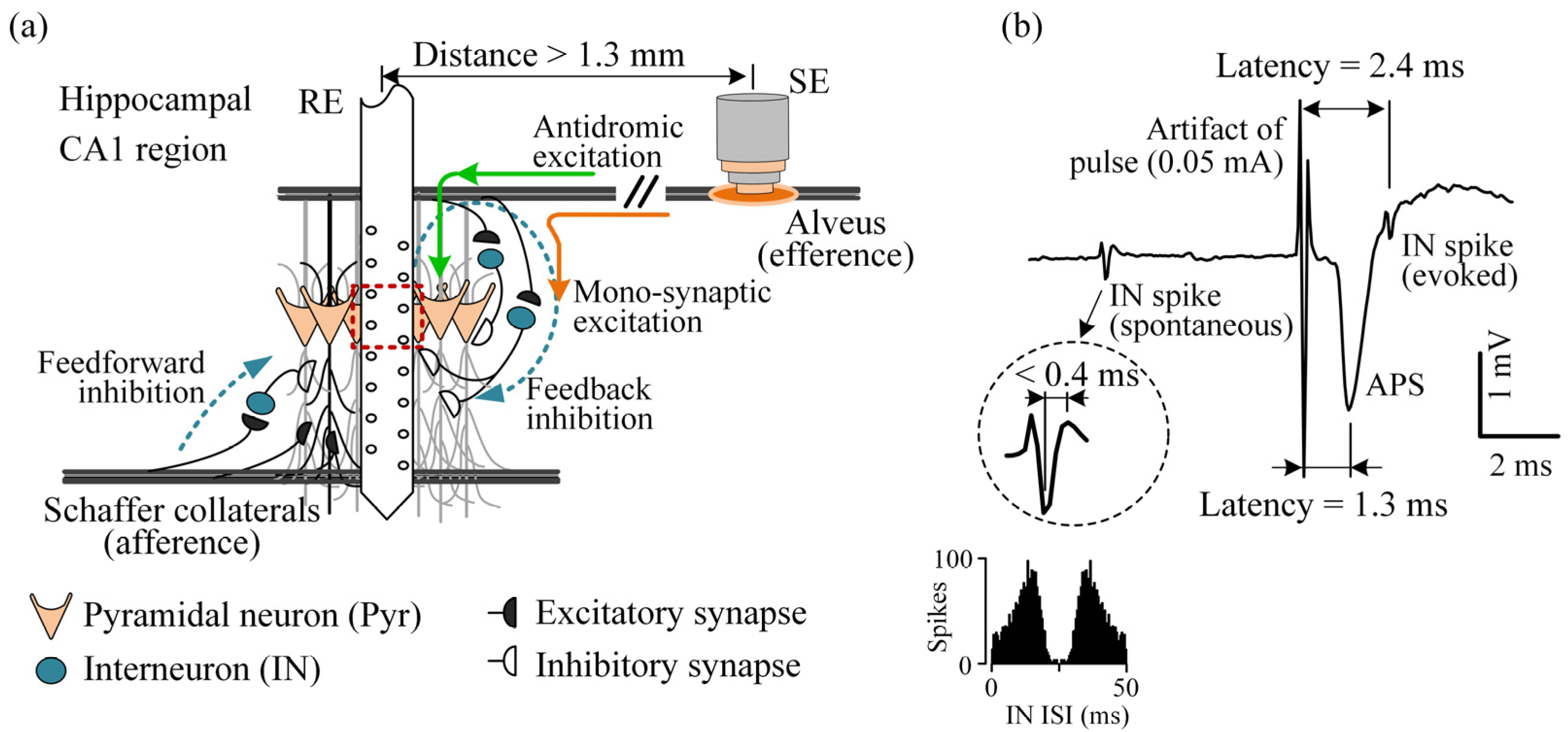 Brain Sciences | Free Full-Text | Activating Interneurons in Local ...