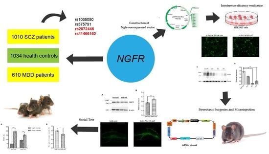 Brain Sciences, Free Full-Text