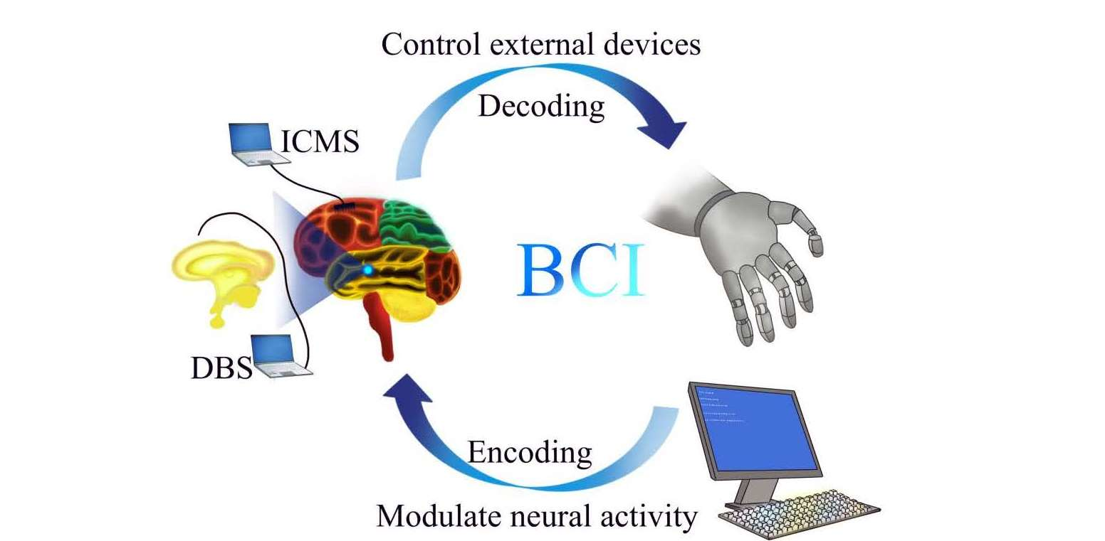 Transparent Brain Implant Can Read Deep Neural Activity From the Surface