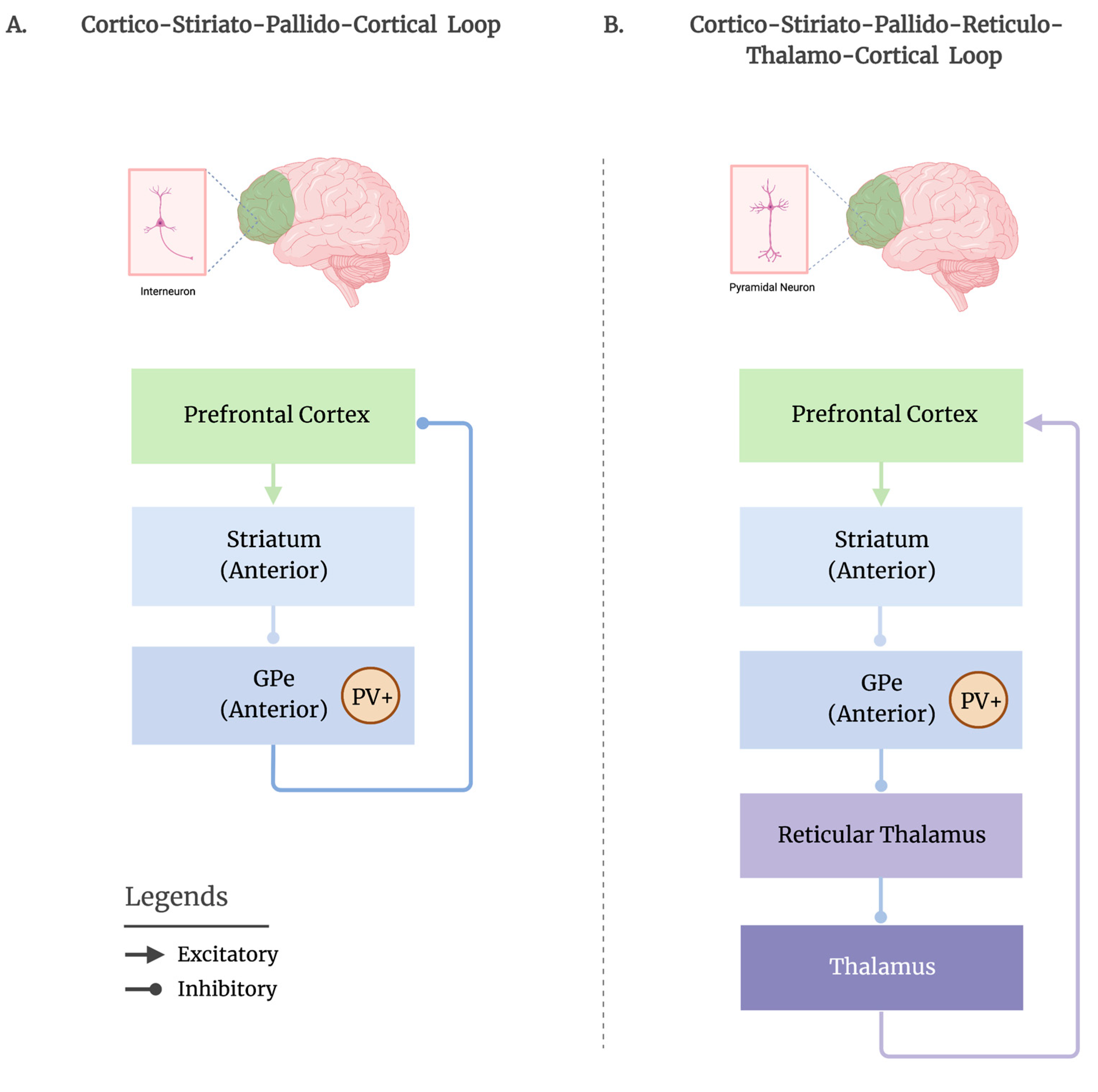 PDF) Tractographical model of the cortico-basal ganglia and corticothalamic  connections: Improving Our Understanding of Deep Brain Stimulation