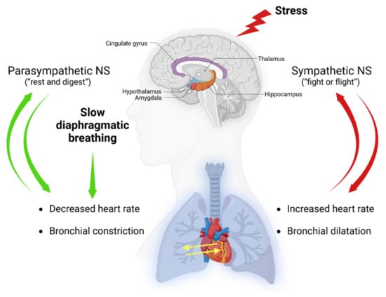 Brain Sciences | Free Full-Text | Breathwork Interventions for Adults with  Clinically Diagnosed Anxiety Disorders: A Scoping Review