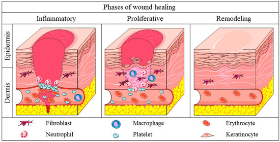 Brain Sciences | Free Full-Text | Overlapping between Wound Healing ...