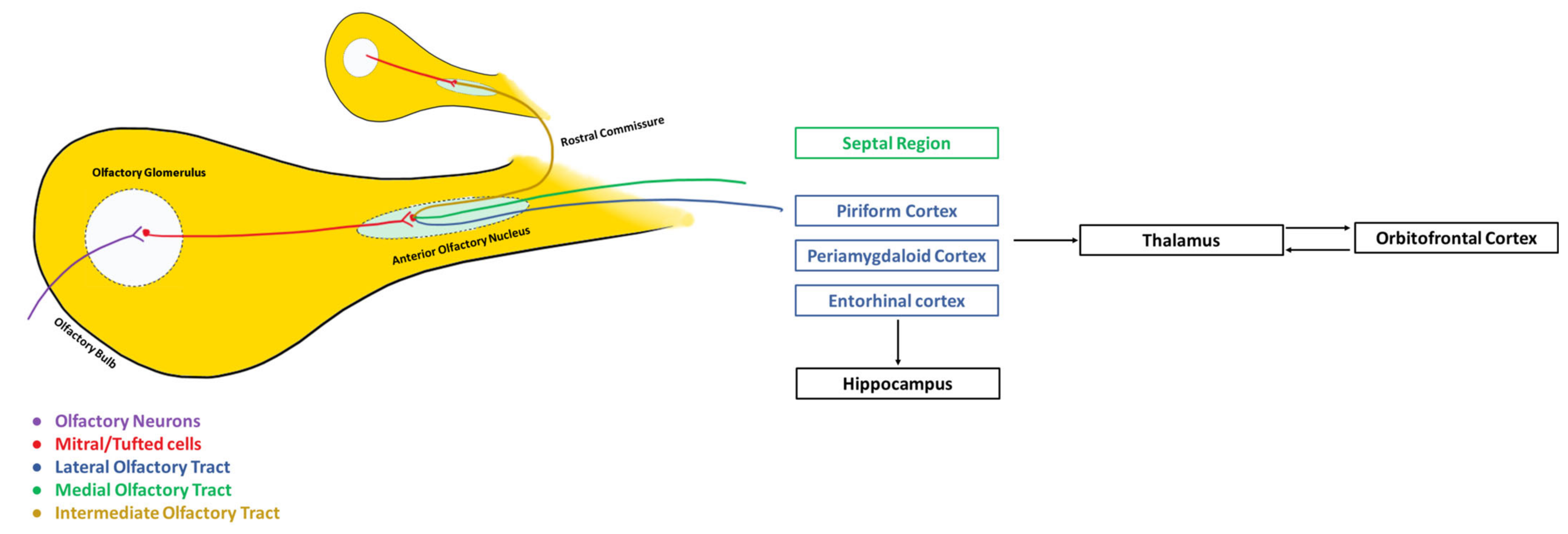 Piriform Cortex Anatomy Piriform Cortex Anatomy