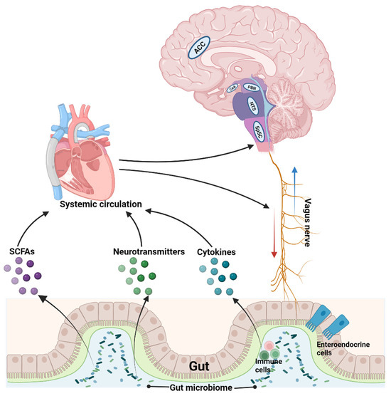 Endothelial progenitor cell-derived extracellular vesicles