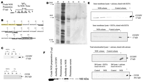 Brain Sciences | Free Full-Text | Calcium-Dependent Interaction of 