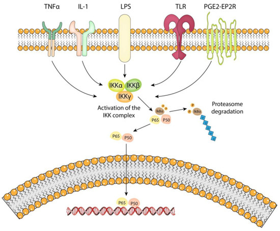 Brain Sciences | Free Full-Text | The Role of the NF-kB Pathway in