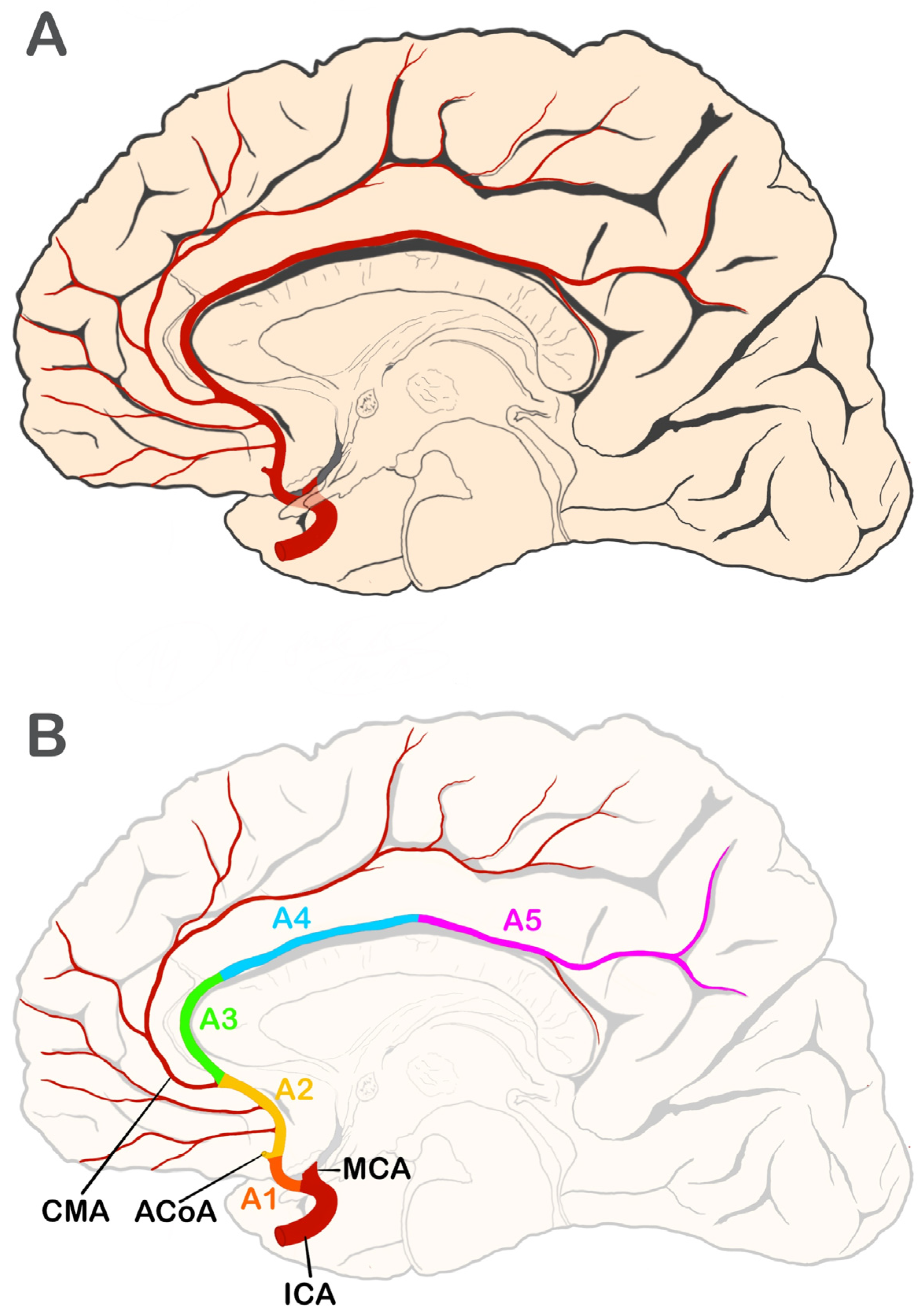 Anatomical Variations and Morphometric Features of the Anterior ...
