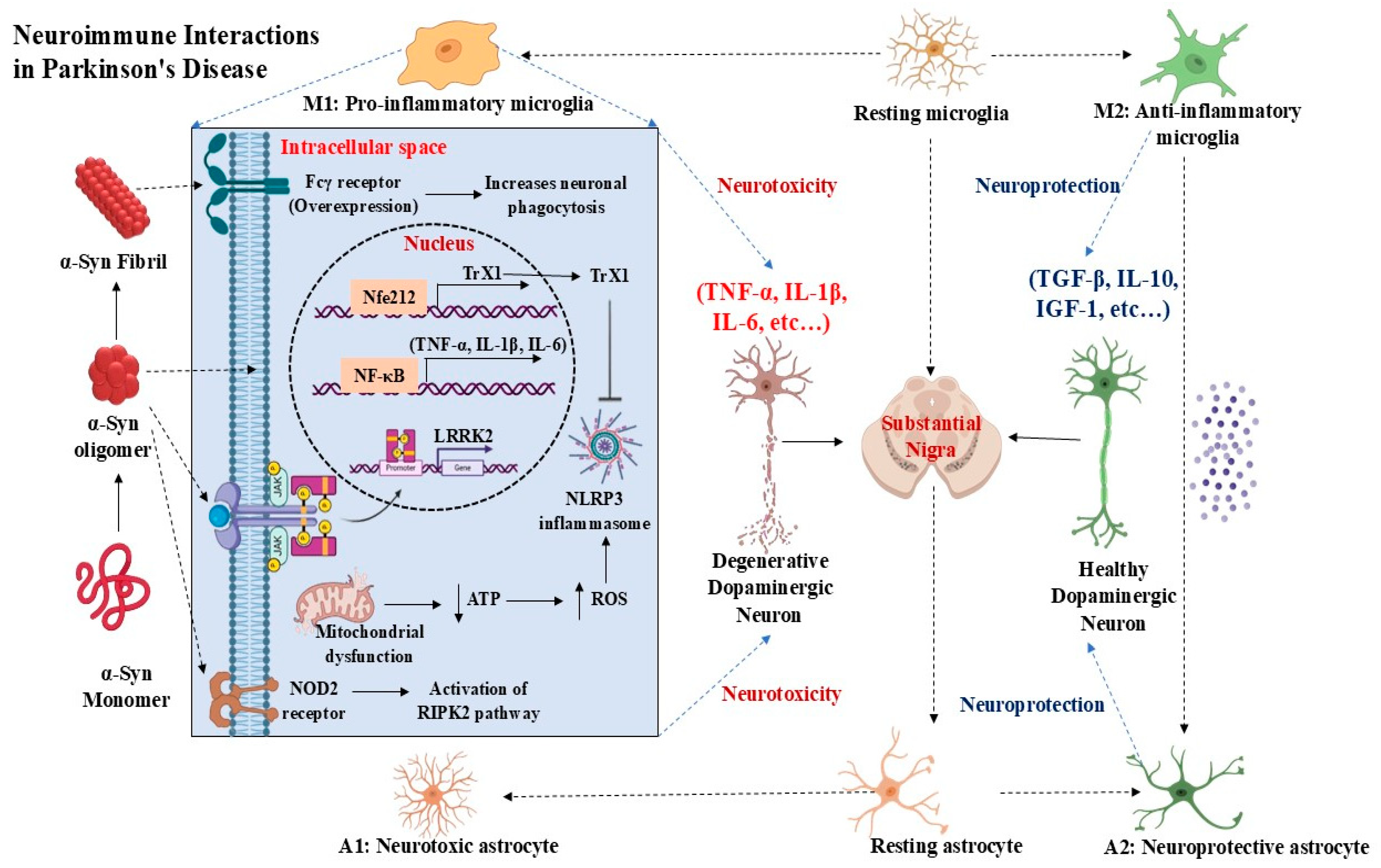 Neuroimmune Interactions in Neurodegeneration: The Role of Microglia in ...