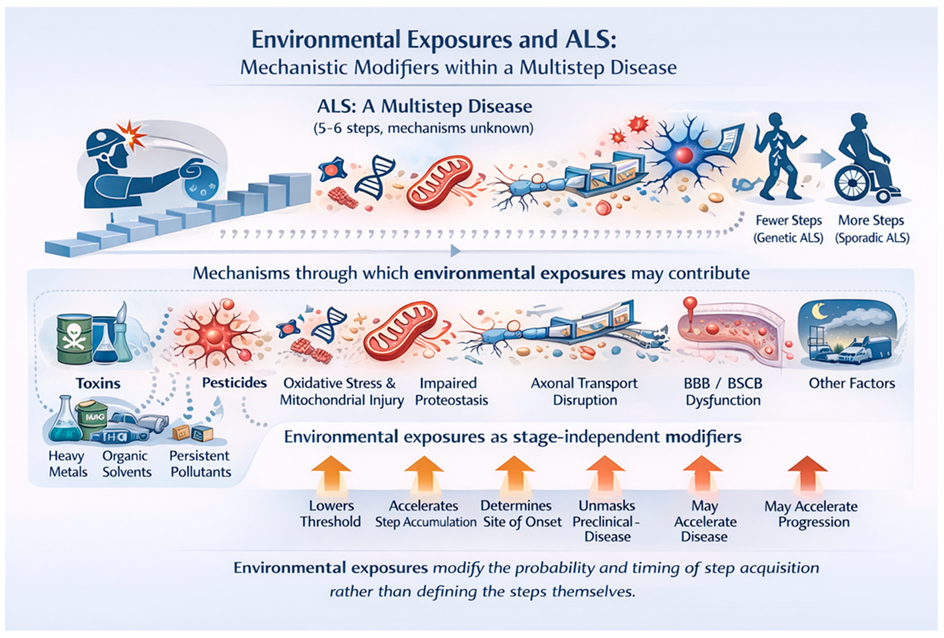 Exploring the ALS Multistep Model