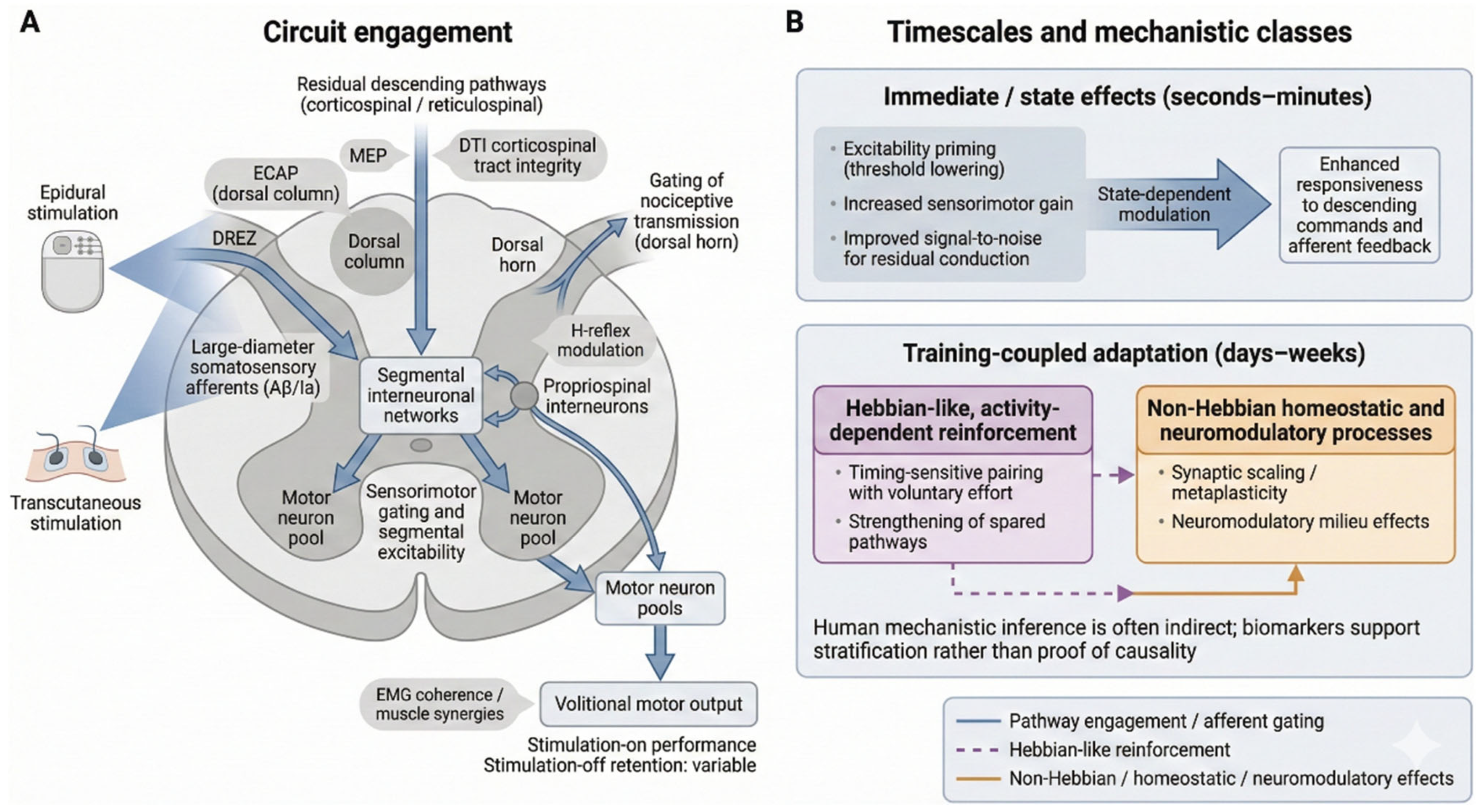 Harnessing Spinal Cord Stimulation and Neuromodulation for Functional ...