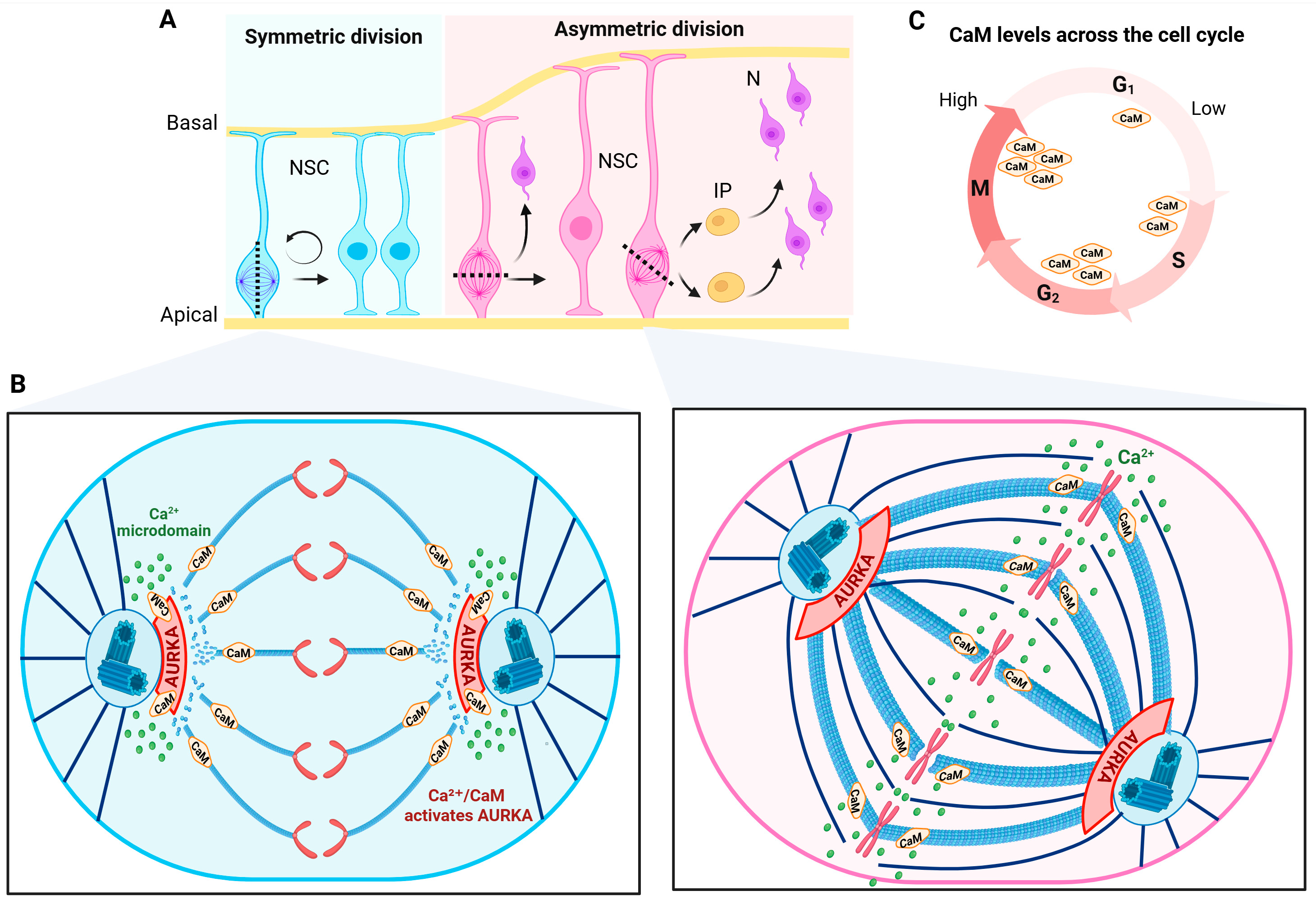 Calcium and Ca2+-Binding Proteins Regulate Microtubule and Cytoskeletal ...