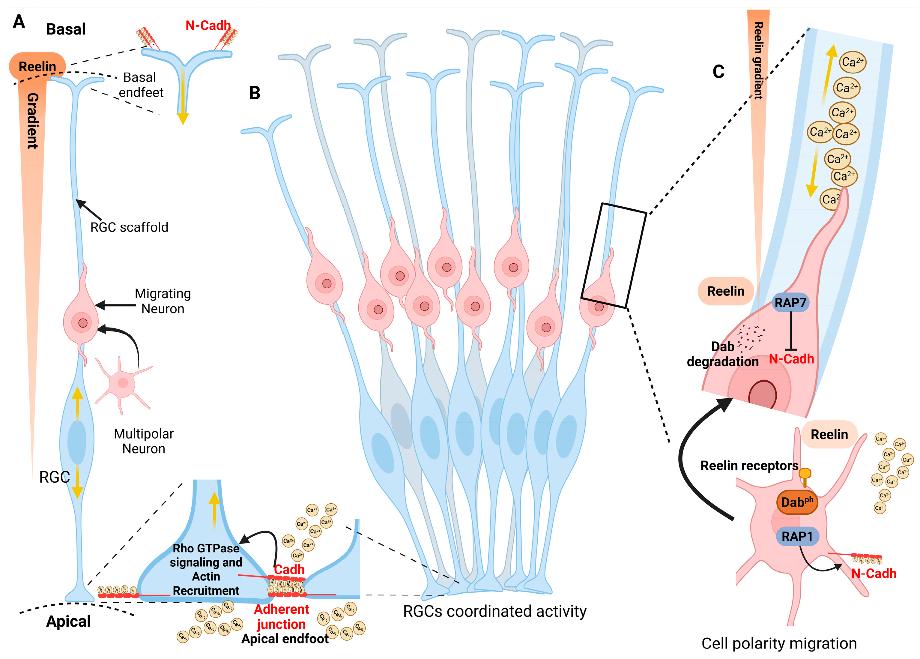 Calcium and Ca2+-Binding Proteins Regulate Microtubule and Cytoskeletal ...