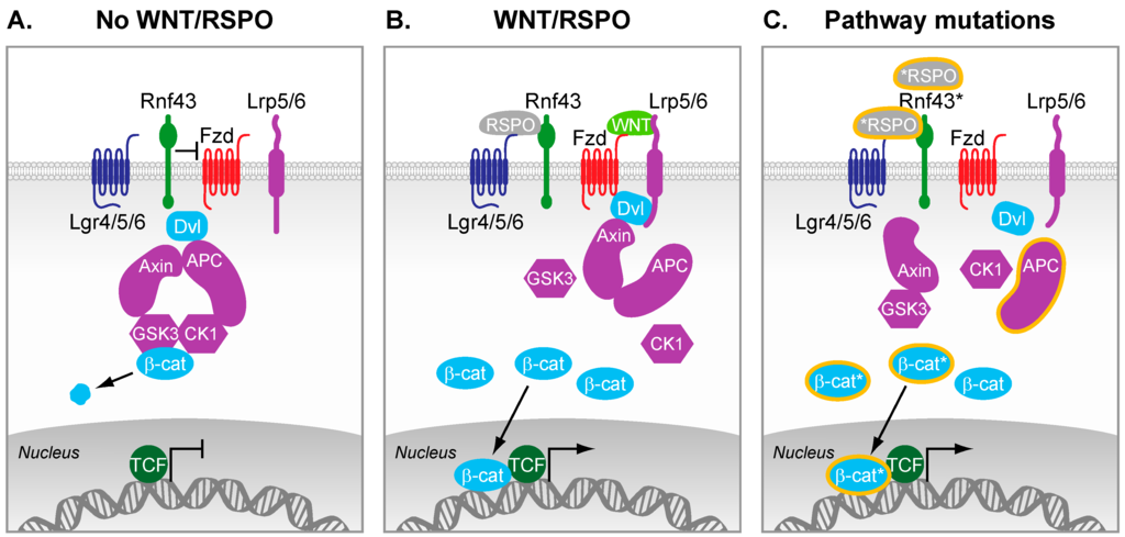HSPA8 Activates Wnt/β‐Catenin Signaling to Facilitate BRAF V600E Colorectal  Cancer Progression by CMA‐Mediated CAV1 Degradation - Li - Advanced Science  - Wiley Online Library