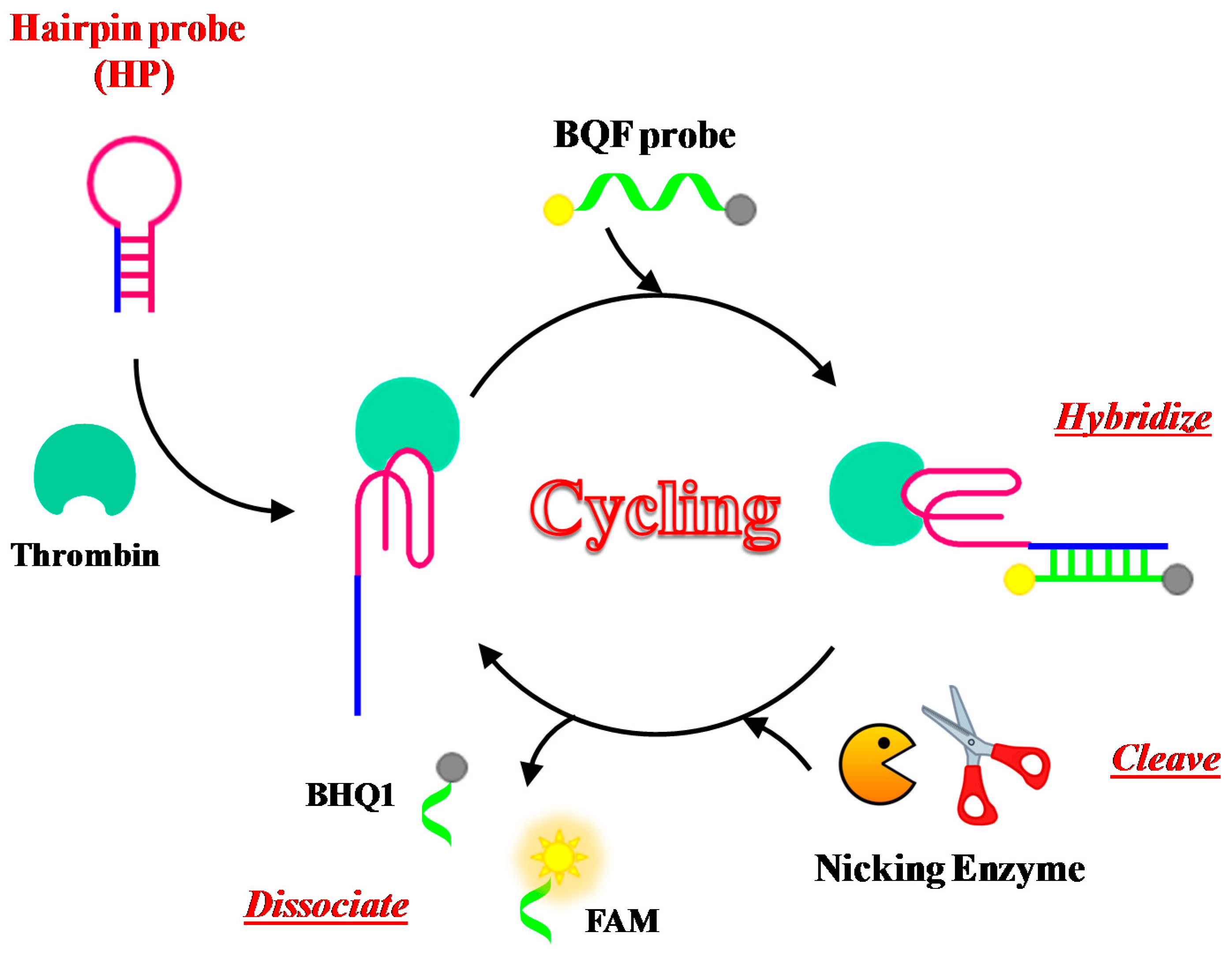 Fluorescence spectra of NMM-probe DNA after incubation with varying