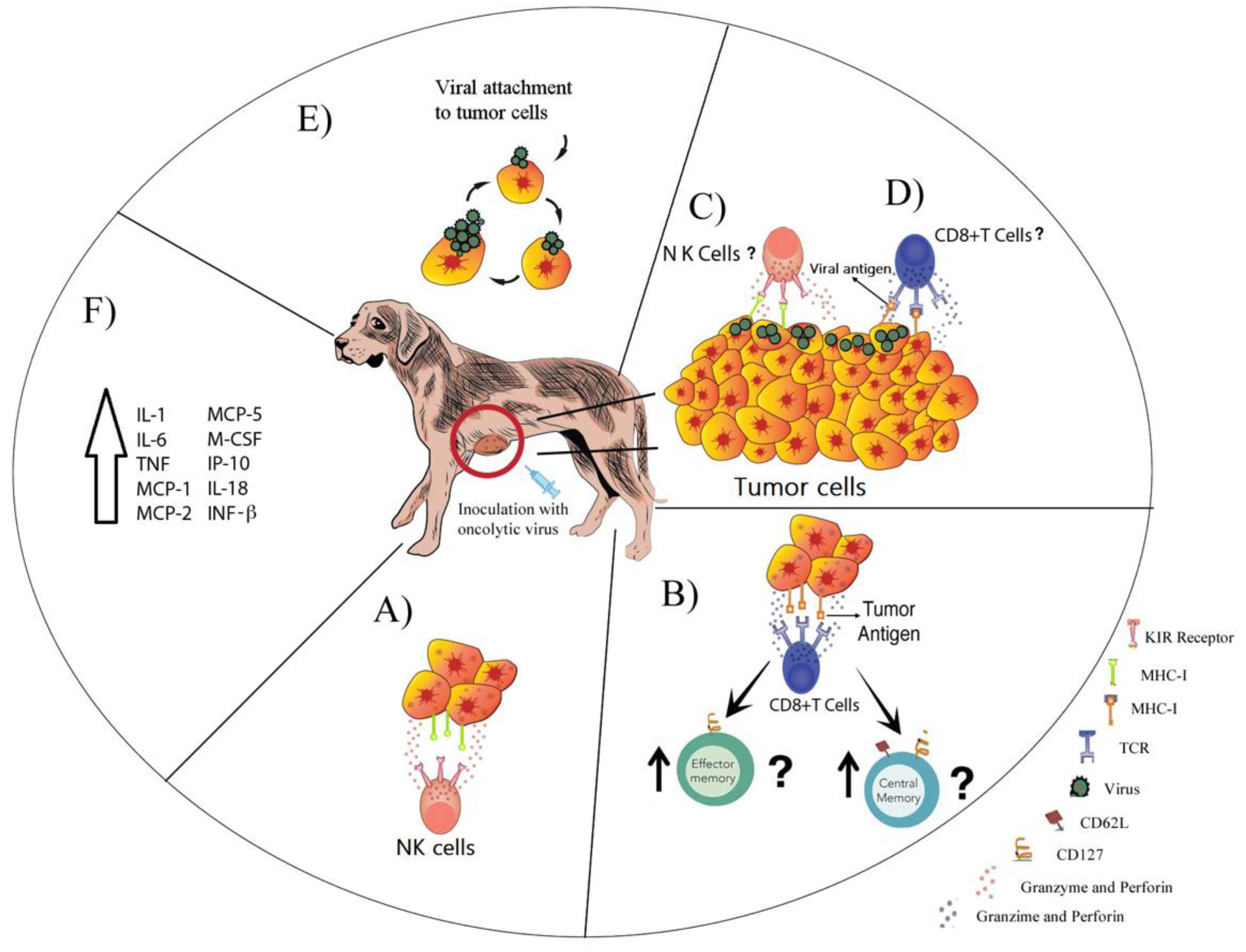 Cancers | Free Full-Text | Oncolytic Viruses for Canine Cancer Treatment