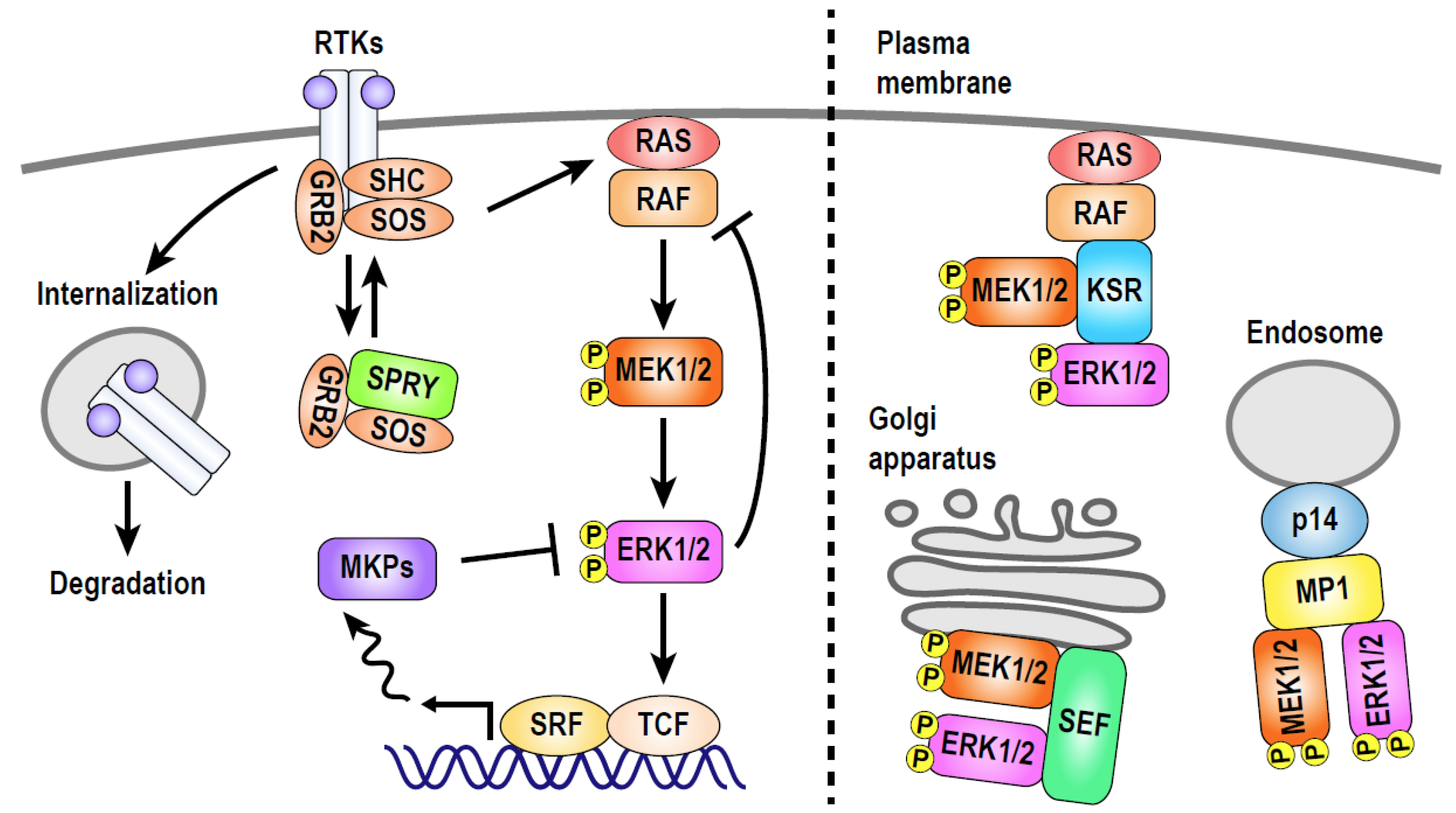 The ERK Signal Transduction Pathway: R&D Systems
