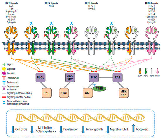 Cancers | Free Full-Text | Preclinical Characteristics of the