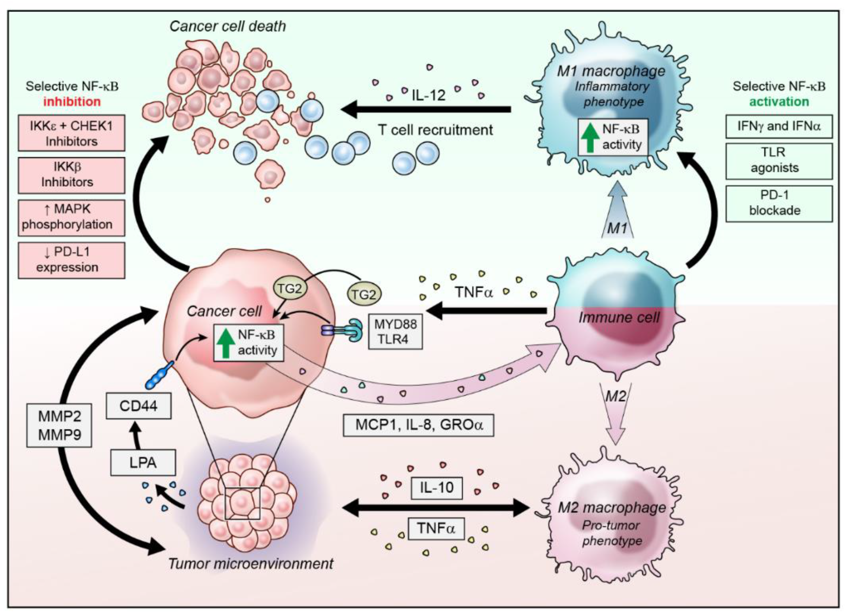 Cancers Full-Text | NF-κB Signaling Cancer