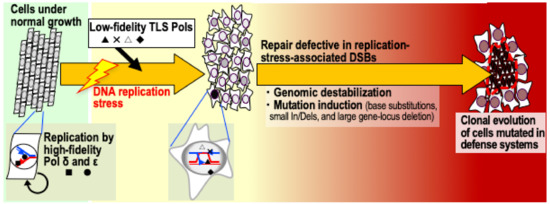 Genomic-Destabilization-Associated Mutagenesis and Clonal Evolution of ...