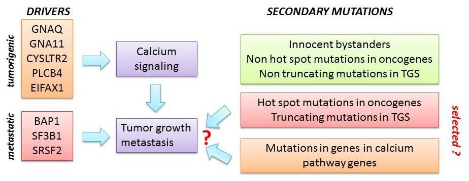 Cancers | Free Full-Text | Secondary Somatic Mutations in G 