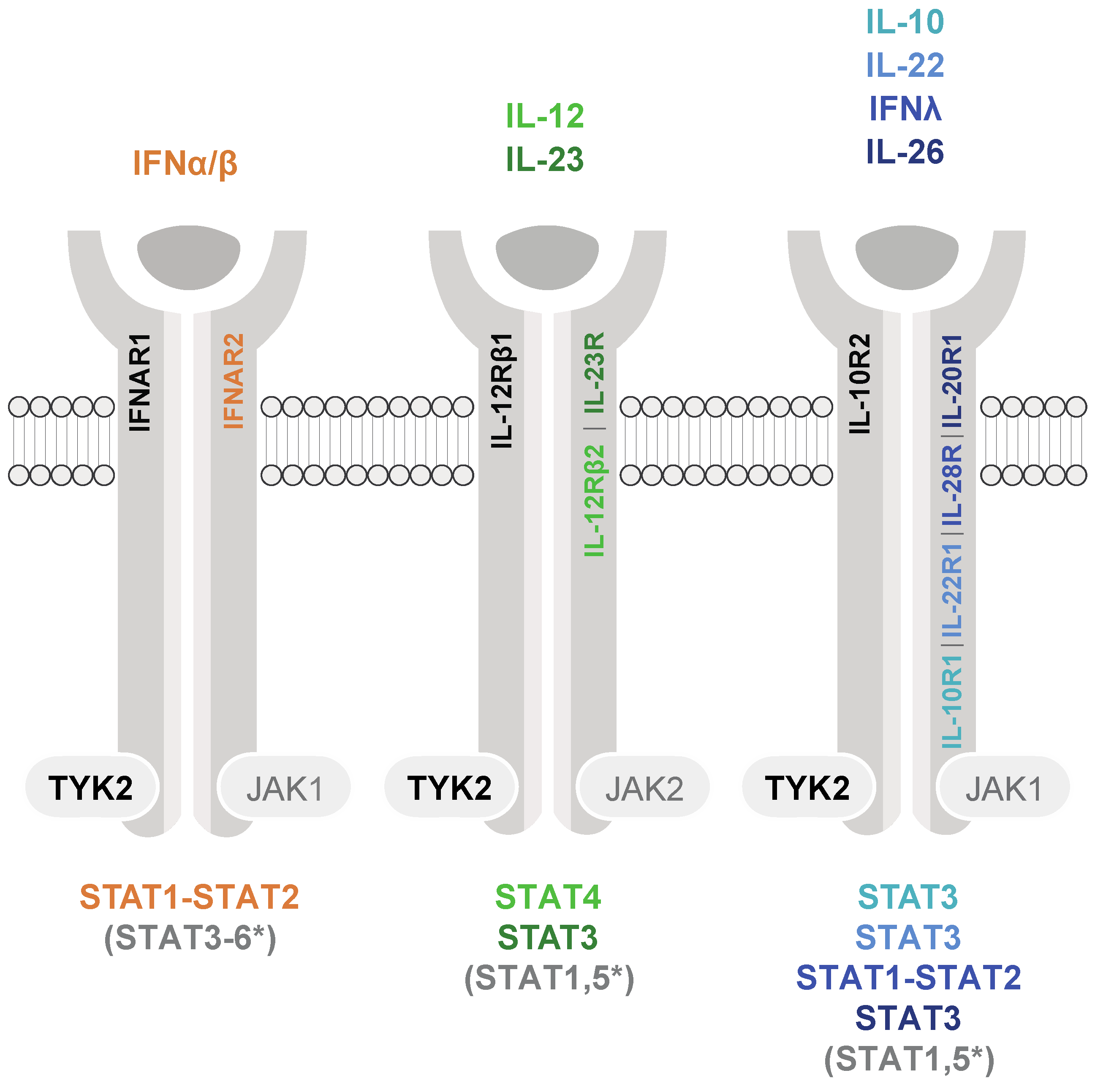Cancers | Free Full-Text | TYK2: An Upstream Kinase of STATs in Cancer