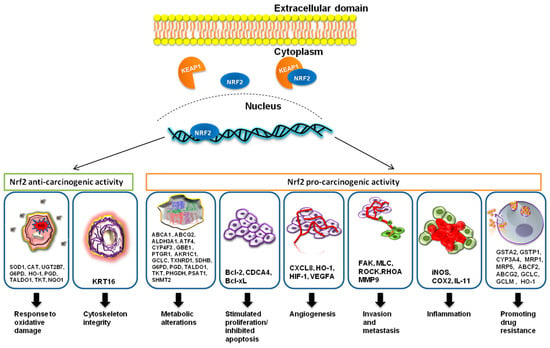 Cancers | Free Full-Text | The Role of Nrf2 Activity in Cancer ...