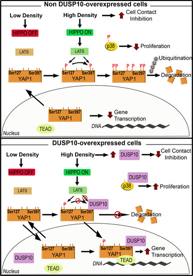 Cancers | Free Full-Text | DUSP10 Is a Regulator of YAP1 Activity 