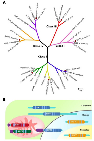 Cancers | Free Full-Text | The Roles of Sirtuin Family Proteins in 