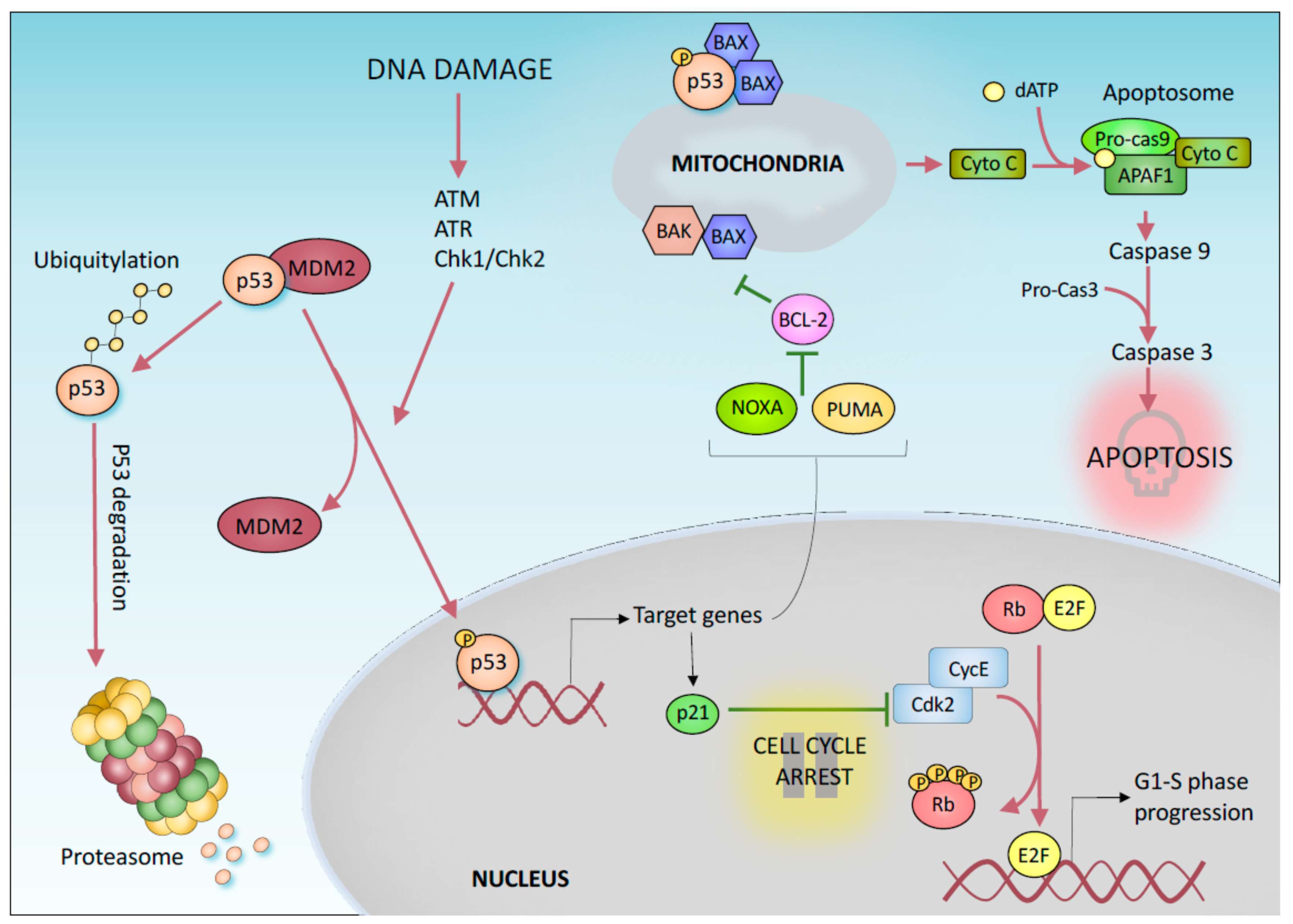 Soplar visto ropa Sin personal Cancers | Free Full-Text | p53-Mediated Tumor Suppression: DNA-Damage  Response and Alternative Mechanisms