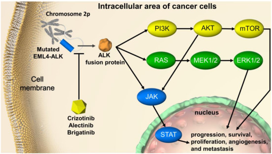 Cancers | Free Full-Text | Brigatinib And Alectinib For ALK ...