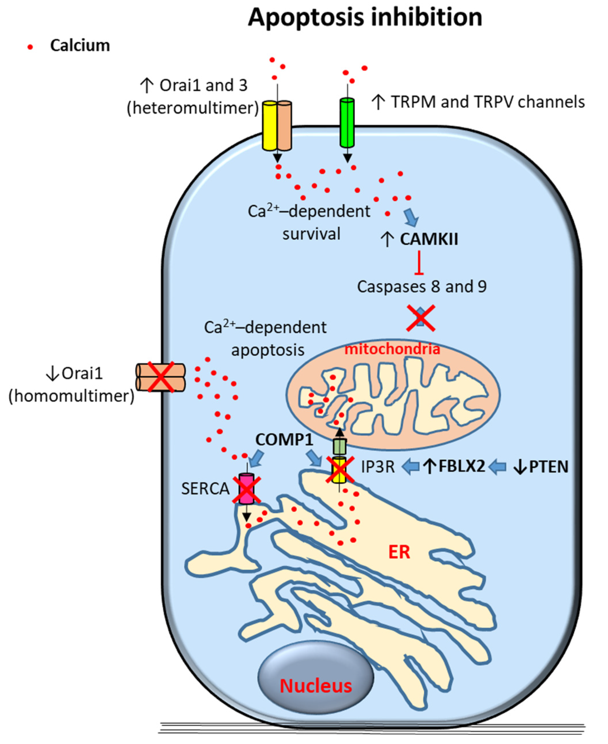 Cancers Free Full Text Role Of Calcium Signaling In Prostate Cancer 