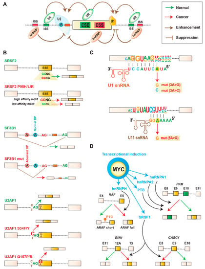 Cancers | Free Full-Text | Hallmarks of Splicing Defects in Cancer ...