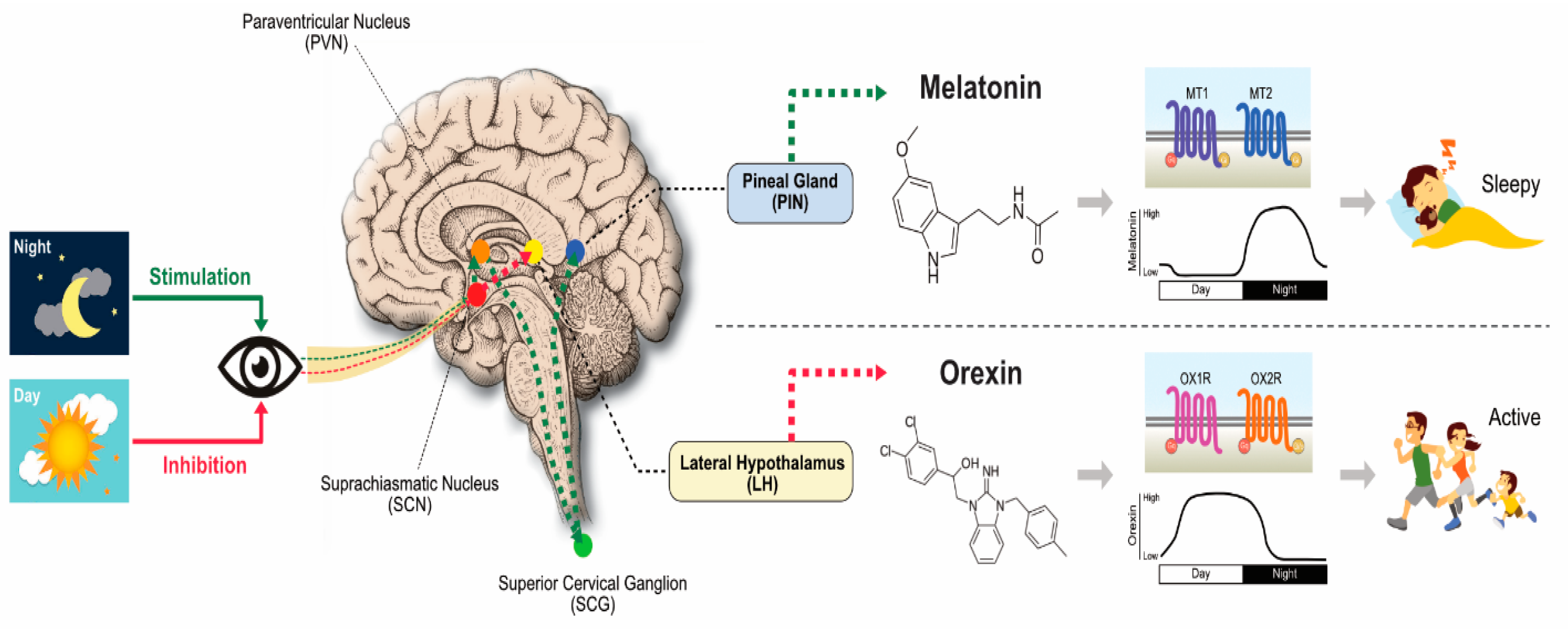 Melatonin for brain