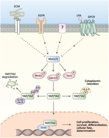 Cancers | Free Full-Text | Hippo Signaling Pathway as a Central ...