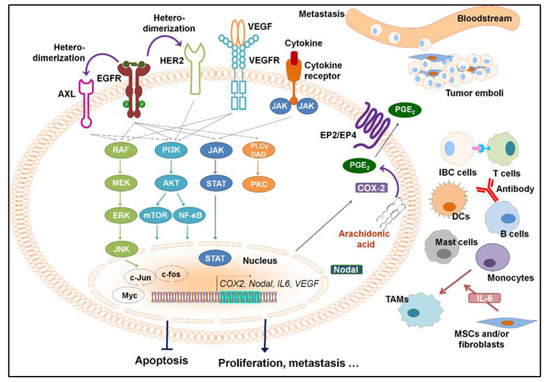 Cancers | Free Full-Text | Targeting Signaling Pathways in Inflammatory ...