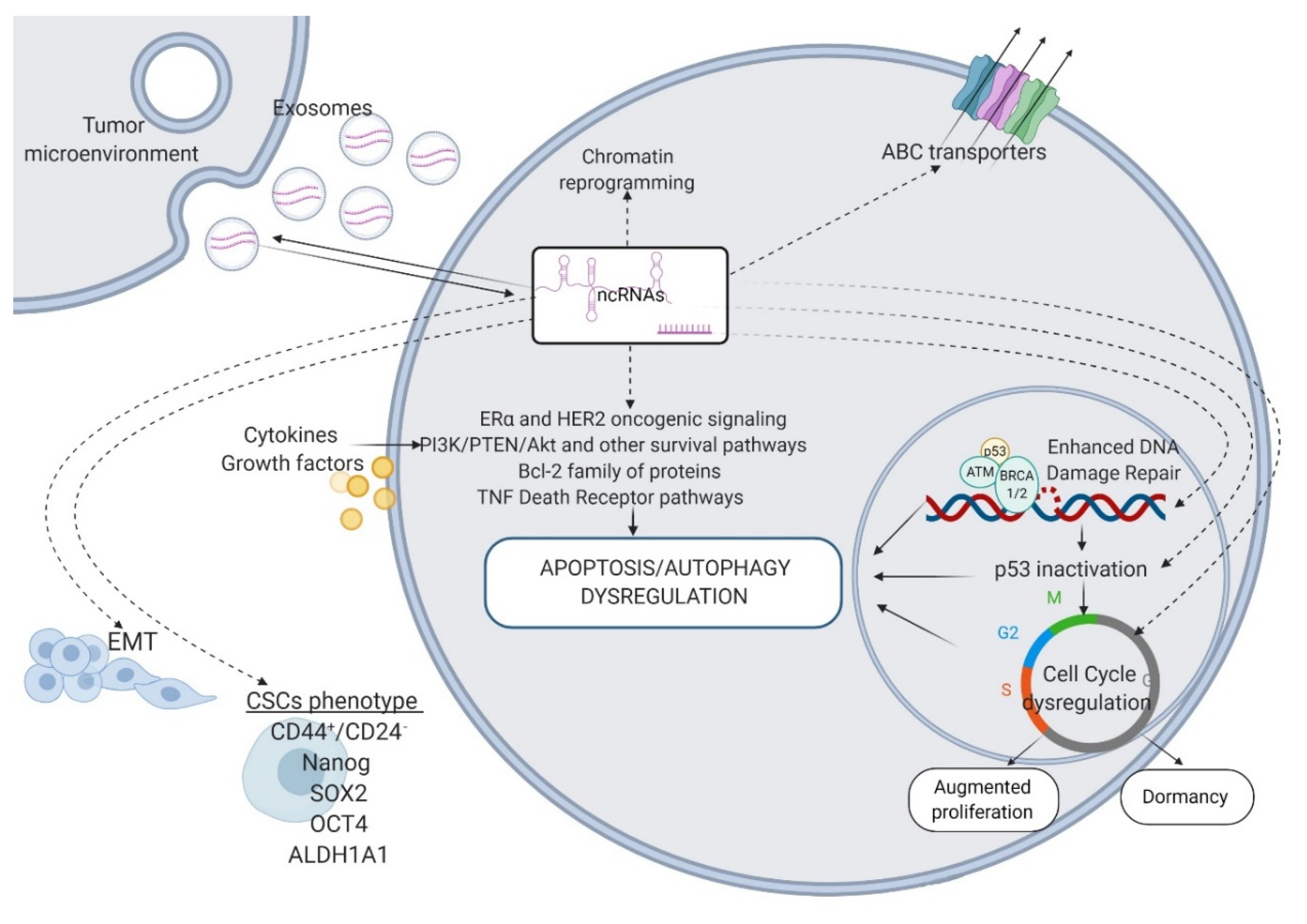 Cancers | Free Full-Text | Connecting the Missing Dots: ncRNAs as 