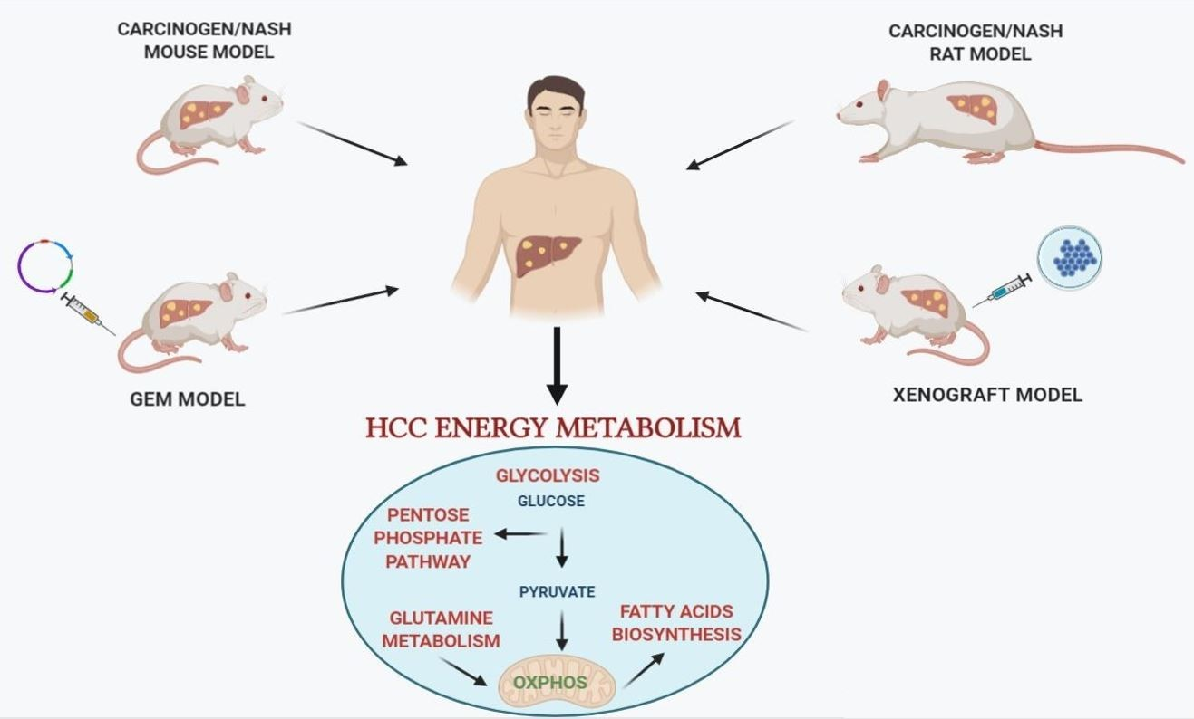 1317px x 794px - Cancers | Free Full-Text | Animal Models: A Useful Tool to Unveil Metabolic  Changes in Hepatocellular Carcinoma