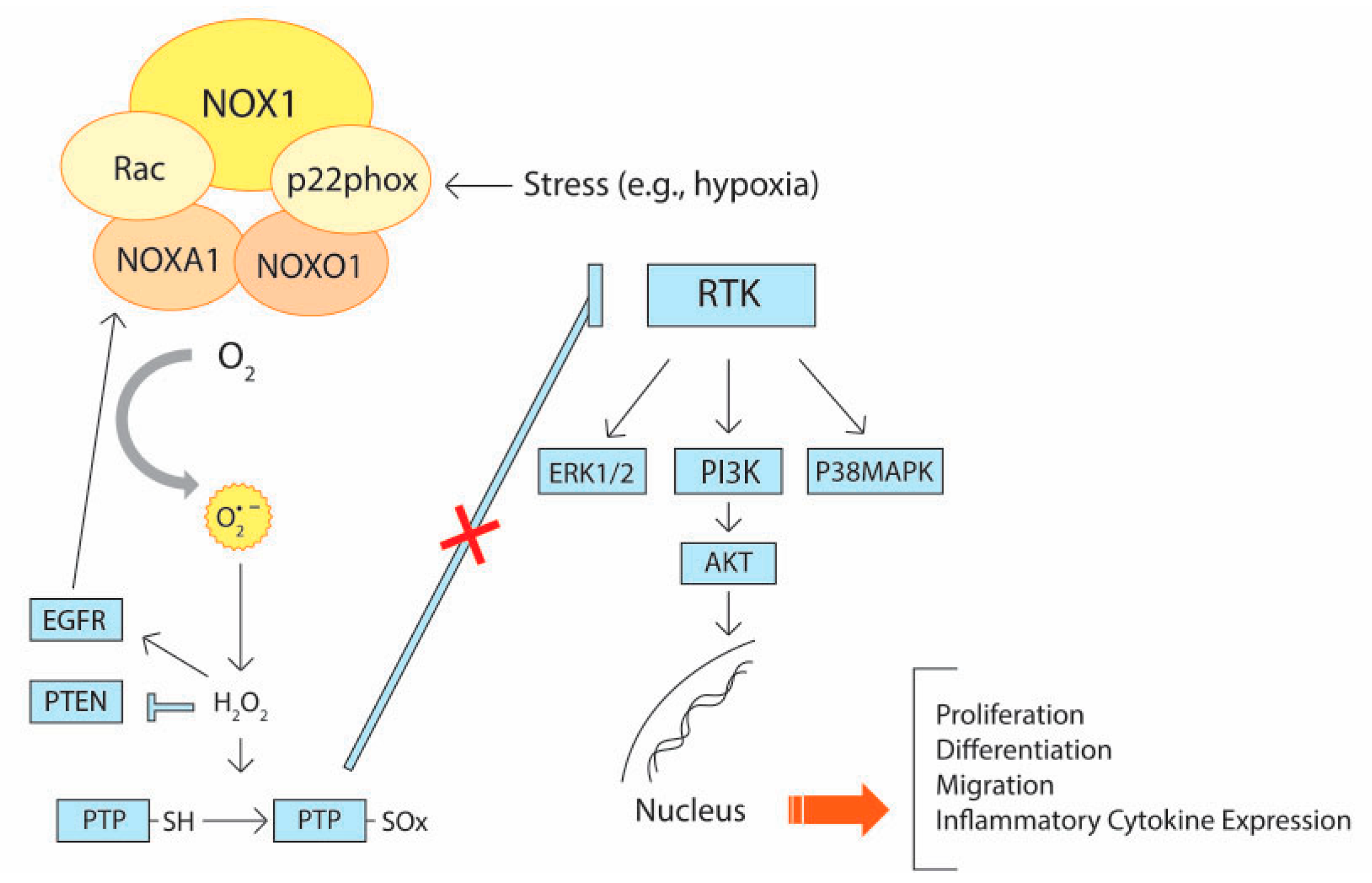 Cancers | Free Full-Text | The Role of Oxidative Stress and Its 