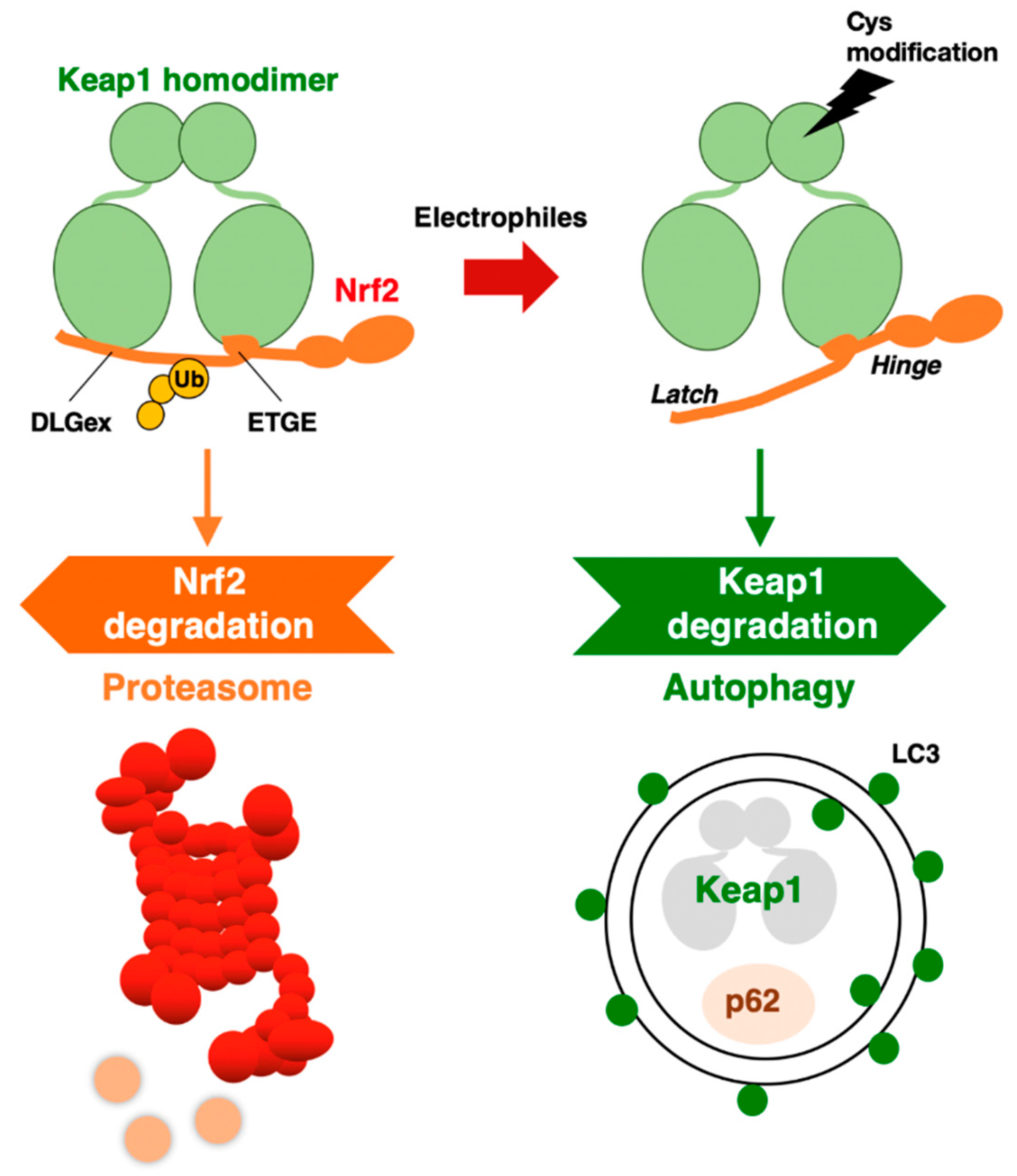Cancers | Free Full-Text | The KEAP1–NRF2 System as a Molecular 