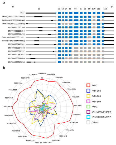 440px x 550px - Cancers | Free Full-Text | Discovery of Functional Alternatively Spliced  PKM Transcripts in Human Cancers