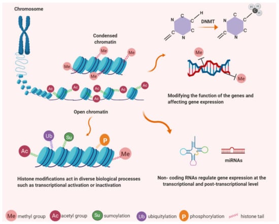 Telomerase Regulation A Role for Epigenetics Biology Diagrams