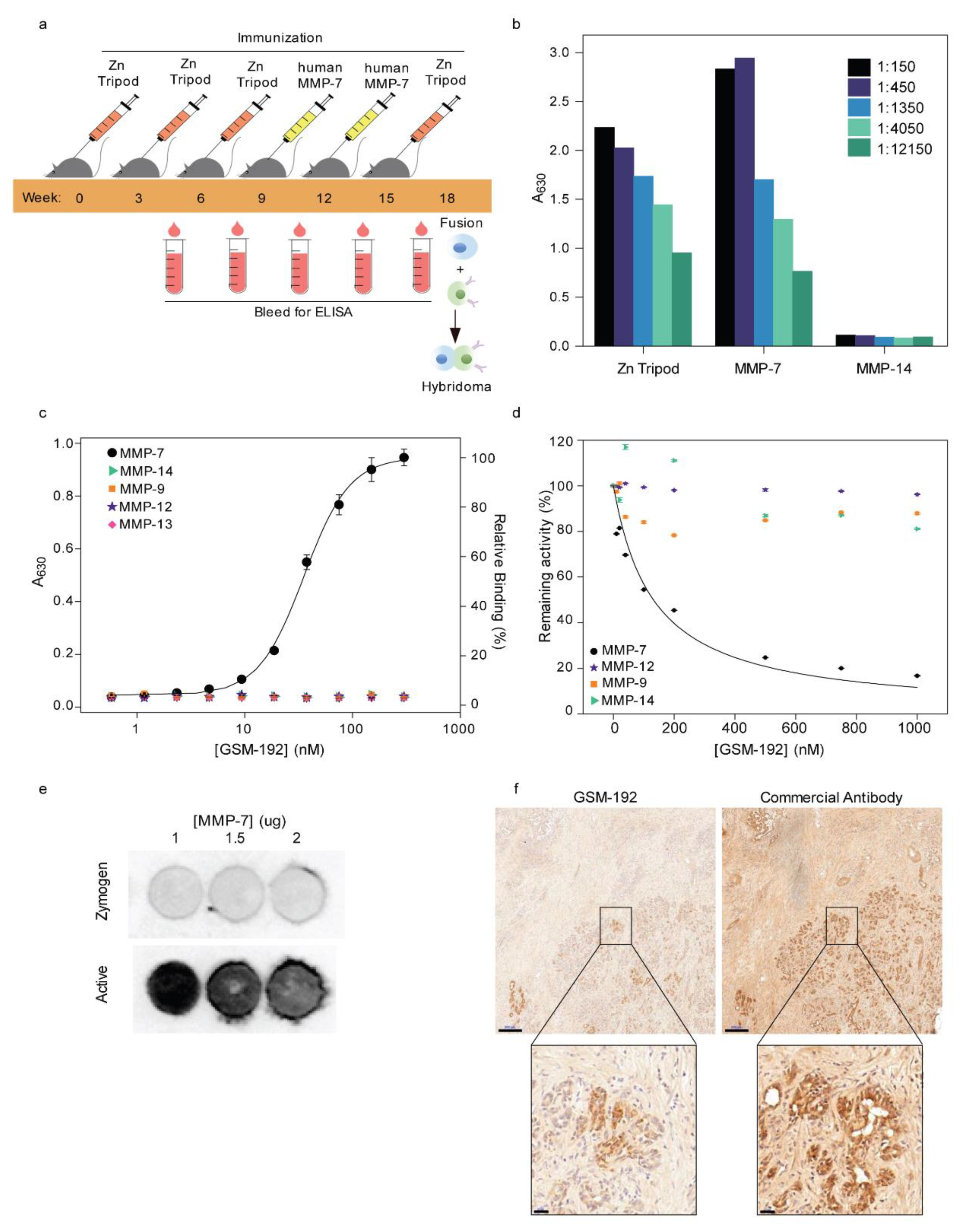 opnå fajance suge Cancers | Free Full-Text | Conformation-Specific Inhibitory Anti-MMP-7  Monoclonal Antibody Sensitizes Pancreatic Ductal Adenocarcinoma Cells to  Chemotherapeutic Cell Kill