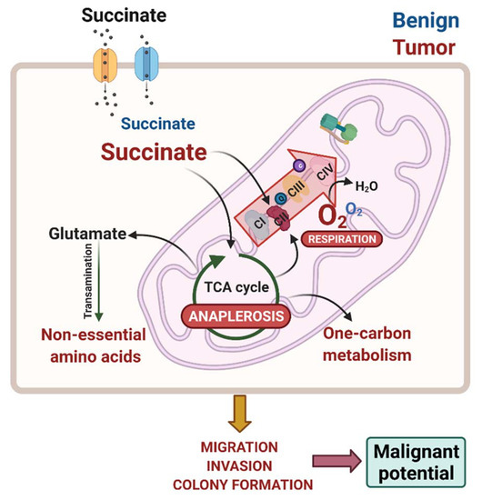 Fatty acid oxidation pathway control state - Bioblast