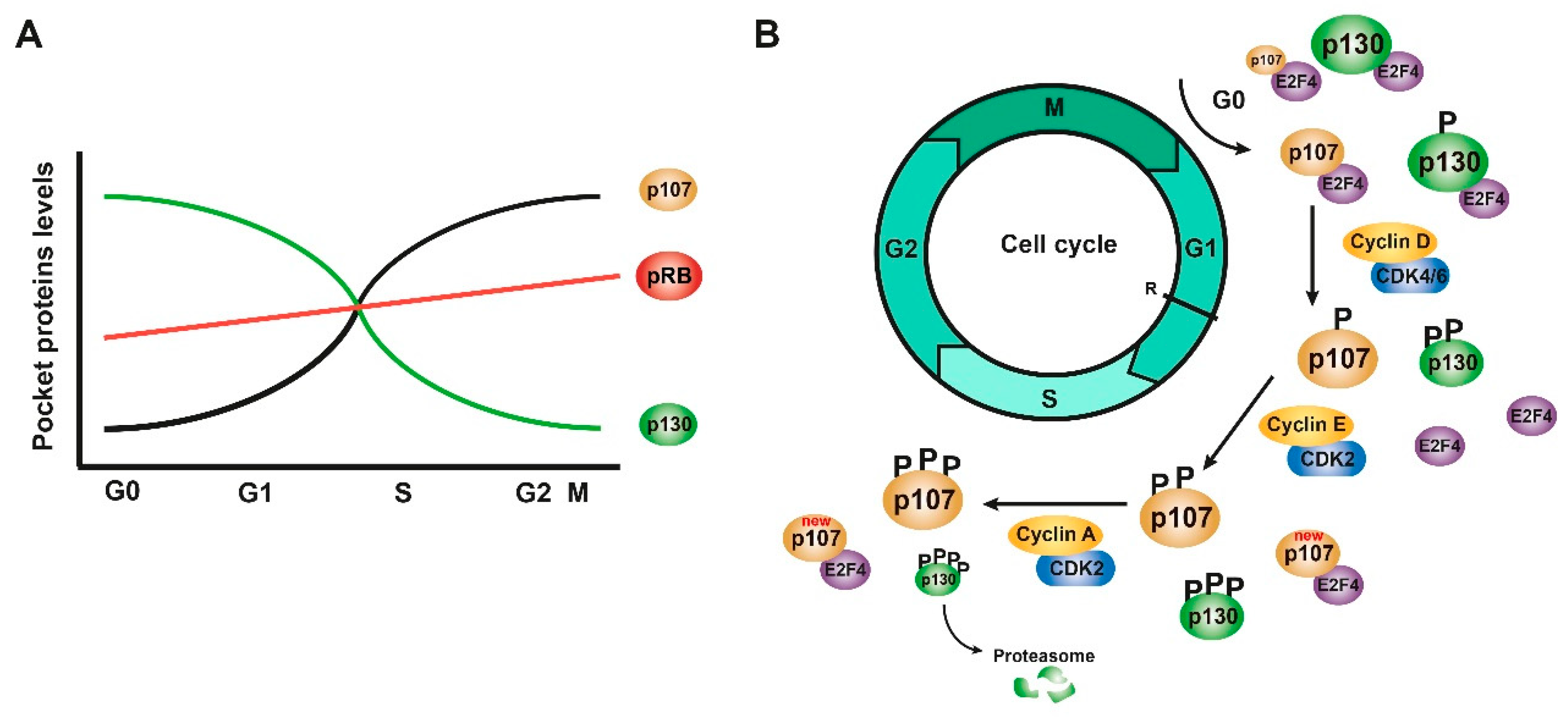 Cancers | Free Full-Text | Role of the Holoenzyme PP1-SPN in the 